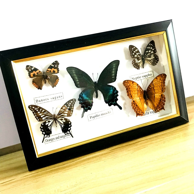 Beautiful Butterfly Specimen Educational Material Collection/Butterfly Specimen Photo Frame Artwork Decoration Home Decoration