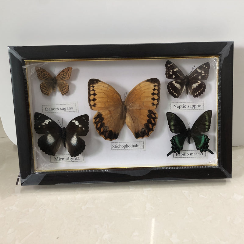 Beautiful Butterfly Specimen Educational Material Collection/Butterfly Specimen Photo Frame Artwork Decoration Home Decoration