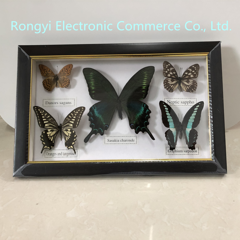 Beautiful Butterfly Specimen Educational Material Collection/Butterfly Specimen Photo Frame Artwork Decoration Home Decoration