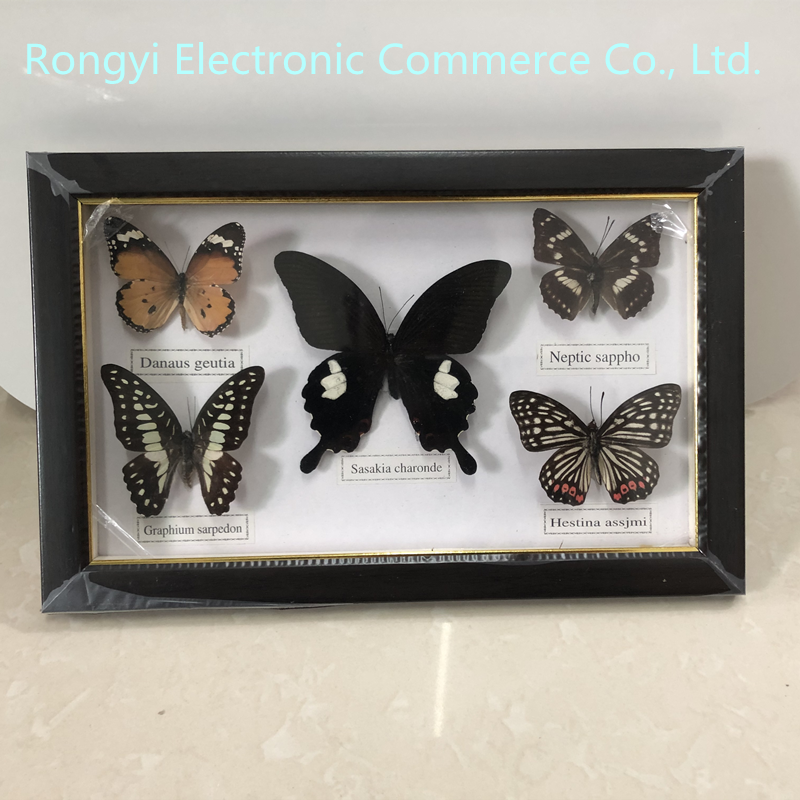 Beautiful Butterfly Specimen Educational Material Collection/Butterfly Specimen Photo Frame Artwork Decoration Home Decoration